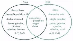 Gene Vs Dna Vs Rna Diagram Reading Industrial Wiring Diagrams