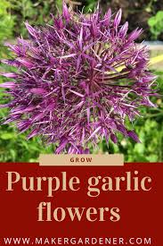 Take a look at these 10 edible flowers you should consider growing in your. Growing Purple Garlic Flowers Maker Gardener Purple Garlic Garlic Flower Edible Flowers