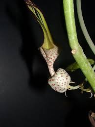 Image result for Ceropegia stenantha