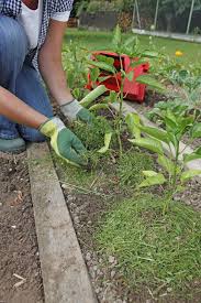 Rasenschnitt Zu Schade Fur Die Biotonne Gartenschadlinge Rasen Landschaftsbau