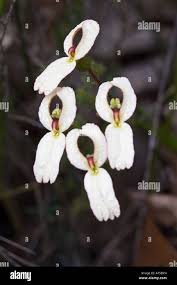 Image result for Bulbostylis schoenoides