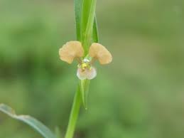Image result for Commelina subulata