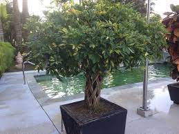Schefflera Umbrella Plant Schefflera Arboricola This Looks Like A Schefflera That Has Been Braided In An Open St Plants Schefflera Arboricola Umbrella Plant