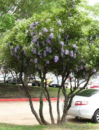 Those blooms don't last nearly long enough for how beautiful they are, so enjoy them while you can!! Texas Mountain Laurel Tree Landscaping Plants Front Yard Landscaping Texas Trees