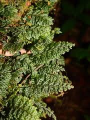 Image result for Elaphoglossum tanganjicense