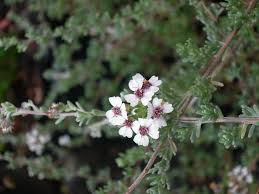 Image result for Eriocephalus racemosus