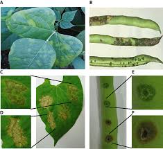 Image result for Pseudomonas syringae