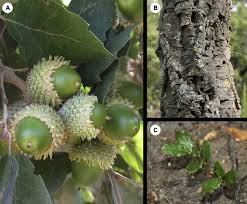 Image result for Quercus suber