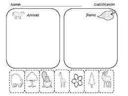 Classify And Categorize For Kindergarten Preschool Science Kindergarten Science Kindergarten