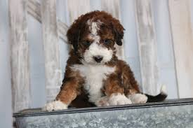 6 girls and 5 boys. Bernedoodle Breeder Top Bernedoodle Breeders Missouri