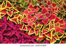 Image result for Coleus rhodesianum