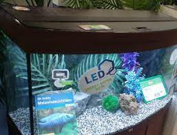 Check spelling or type a new query. Beste Led Aquarium Beleuchtung Test Vergleich Wichtige Infos