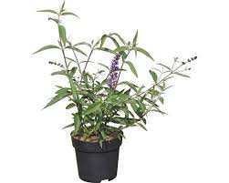 Image result for Komule empire blue