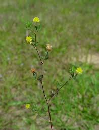 Image result for Trifolium campestre