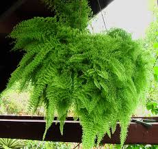 Image result for ledviník