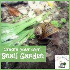 A Feature From Creative Playhouse Creating A Snail Garden Snail Science Activities For Kids Gardening For Kids