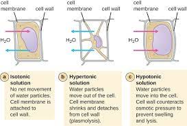 We did not find results for: Difference Between Osmosis And Plasmolysis Compare The Difference Between Similar Terms