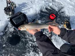 Atlantic salmon, brook trout (note 2), brown trout, chinook salmon, coho salmon, lake trout (note 4), pink salmon, rainbow trout (steelhead) and splake (note 4). Ice Fishing Thrives At Dillon Reservoir As Cpw Stocks Rainbow Trout In The Fall Summitdaily Com