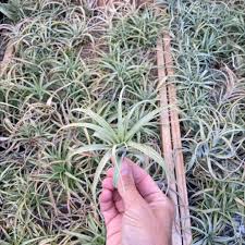 Image result for Buchnera capitata