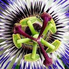 Mahabharatham Flower Passion Fruit Flower Passion Flower From Kerala Passion Fruit Flower Passion Flower Flowers