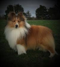 Maybe you would like to learn more about one of these? Pin On Dogs Cats