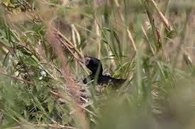 Image result for Savannosiphon euryphyllus