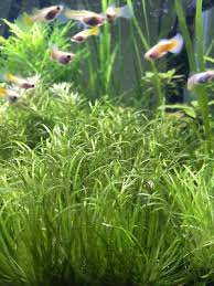 Image result for Blyxa