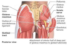 Zbix6652 and is about angle, art, diagram, glutes, joint. Gluteus Medius My Favorite Muscle