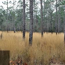 Image result for Aristida effusa