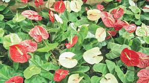 Aristocrat In The Garden Anthurium Daily News