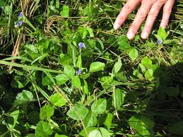 Image result for Vigna oblongifolia