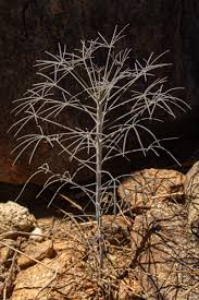 Image result for Xerophyta equisetoides