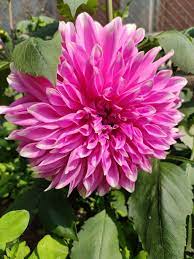 Ghim Tren Beautiful Flower Pictures