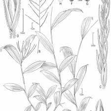 Image result for Daknopholis