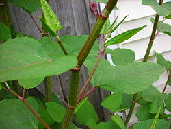 Good air permeability, avoid the damage of root and fruit; Reynoutria Japonica Wikipedia