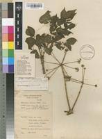 Image result for Steganotaenia