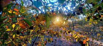 Image result for Pteleopsis anisoptera