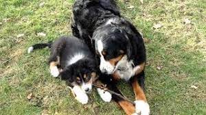 Both parents are full bernese and here to meet as well. Australian Shepherd Puppy And Bernese Mountain Dog Playing Berner Sennenhund Welpen Youtube
