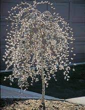 Plant a kwanzan cherry tree, thornless during the winter months michigan experiences extremely cold temperatures for fruit tree, especially in northern michigan. 18 Trees Michigan Zone 5 Or Lower Ideas Plants Tree Zone 5