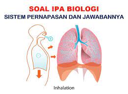 Sikap lembar pengamatan sikap 2. 50 Soal Pilihan Ganda Sistem Pernapasan Jawaban Kelas 11 Muttaqin Id