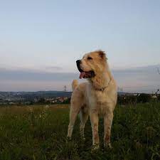 alabay kopekleri vatani turkmenistan alabai dogs kangal kopeginin atasi olan turkmen coban kopekleri turkler anadolu ya gelir alabai dog dogs animals