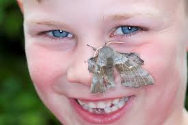 Community moth trapping in Kirkgunzeon, 02/06/2018