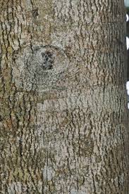 Image result for Elaeodendron croceum