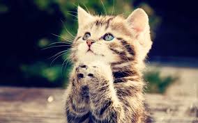 Maybe you would like to learn more about one of these? Gambar Kucing Lucu Dan Imut Ragam Informasi