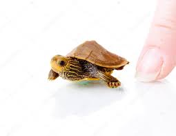 Baby Turtle Stock Photo By C Alexeys 29914467
