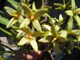 Image result for Rhizophora racemosa