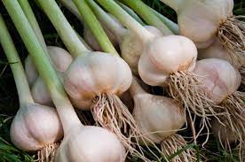 Menariknya bawang putih ternyata tergolong sebagai salah satu tanaman yang bisa kamu tanam sendiri lho. 3 Cara Menanam Bawang Putih Di Rumah Pot Polybag Dan Hidroponik