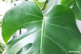 If you see yellow or brown leaves on your monstera, you may be overwatering. Swiss Cheese Plant Hurricane Plant Monstera Deliciosa How To Care Plantopedia