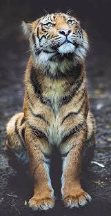 Pinterest Business Marketing Expert Web Integration Uk Specialist A Really Beautiful Big Cat Take Care With Animals Beautiful Baby Animals Funny Animals