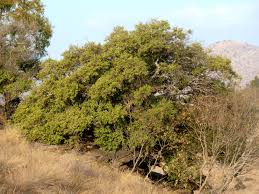 Image result for Nuxia